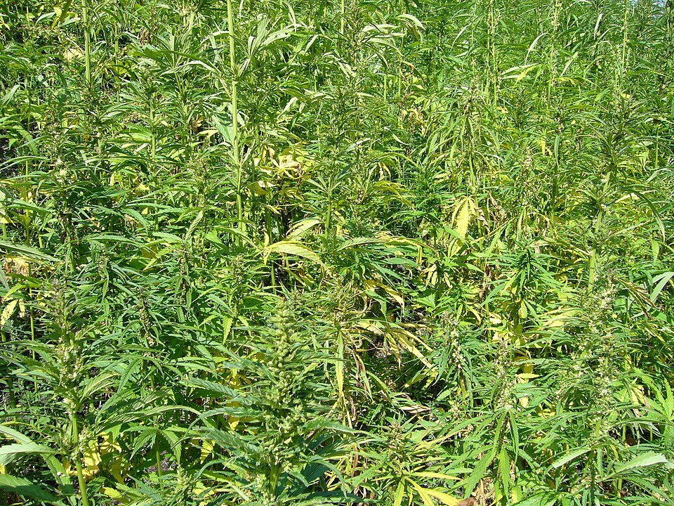 Excise Dept Alert : आबकारी विभाग भांग कारोबारियों को दे रहा है बड़ा मौका…! थोक दुकानों के लिए आवेदन आमंत्रित…15 अप्रैल तक आवेदन…17 को लॉटरी से होगा फैसला…यहां दिए लिंक से कर सकते हैं संपर्क