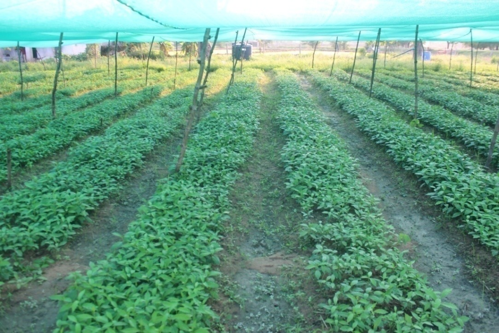 Medicinal Plants की खेती से बढ़ रही समृद्धि…2.8 करोड़ पौधों ने बदली ग्रामीण अर्थव्यवस्था की तस्वीर