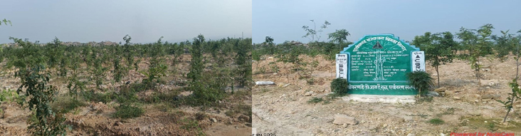 Environmental Protection : बंजर डंप क्षेत्र से हरा-भरा जंगल बनने की ओर गेवरा की अनूठी पहल