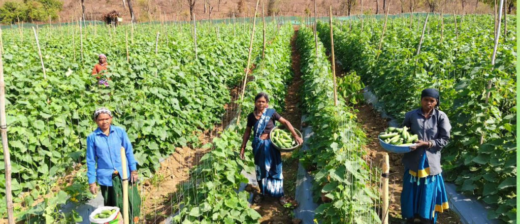 CG BIHAAN : खीरा की खेती ने बदली सुभद्रा की जिंदगी…बिहान योजना से बनी लखपति दीदी