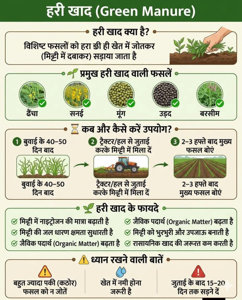 Green Manure का उपयोग मिट्टी के लिए जीवनदायिनी संजीवनी से कम नहीं, मिट्टी की सांस लौटाएगी हरी खाद- घटती उर्वरता के दौर में किसानों के लिए उम्मीद की हरियाली