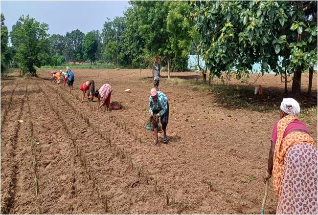 Medicinal Plants की खेती से महिलाओं के जीवन में आया बदलाव… चारागाह बने आय के नए केन्द्र
