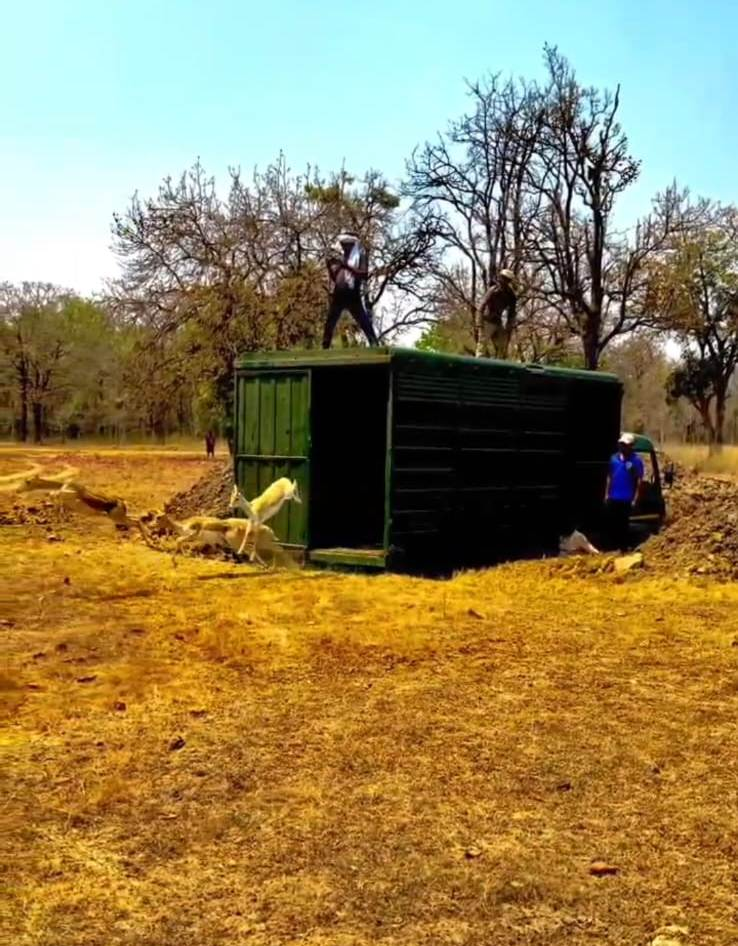 Forest Department : की बड़ी उपलब्धि, बारनवापारा का रामपुर ग्रासलैंड फिर हुआ काले हिरणों से आबाद