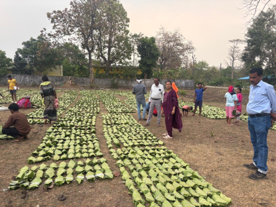 Forest Economy : हरा सोना संग्राहकों की आय बढ़ाने की दिशा में बड़ा कदम, लगभग 920 करोड़ रुपए का होगा संभावित भुगतान