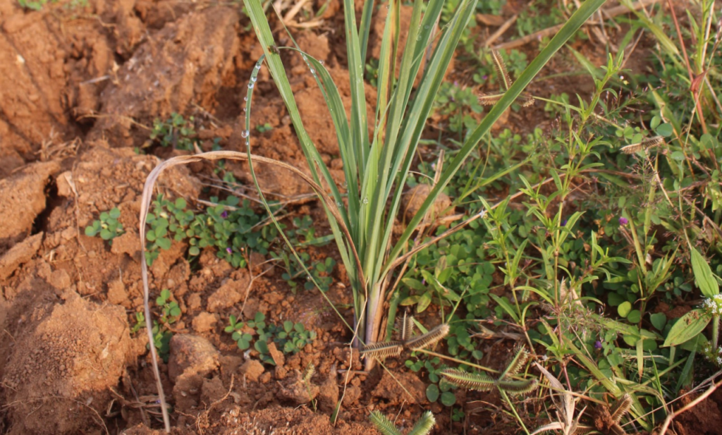 Sustainable Agriculture : लेमनग्रास -किसानों के लिए कम पानी में ज्यादा कमाई का साधन, ‘अब्दुल कलाम’ किस्म बनी उम्मीद की नई किरण