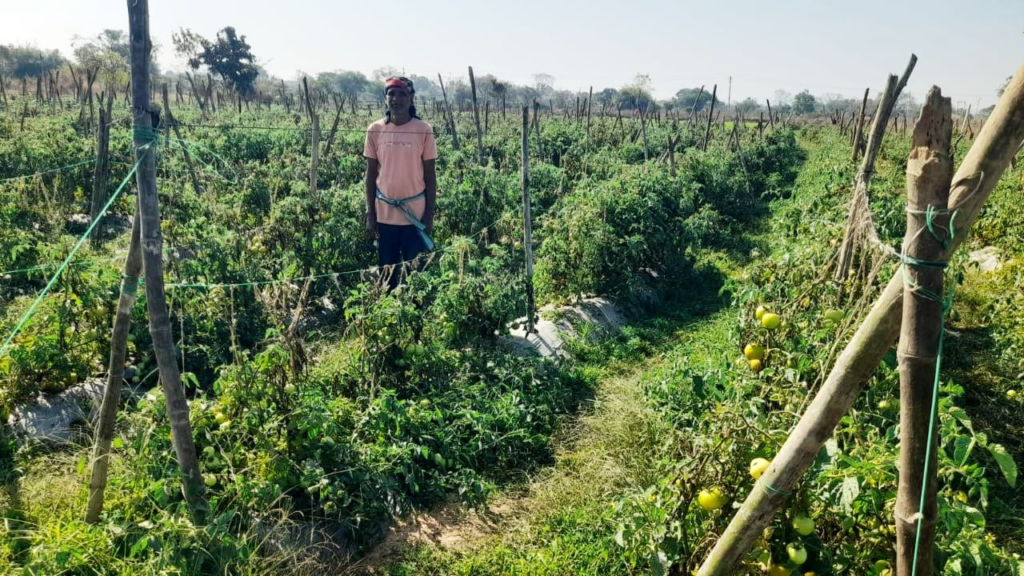 Farmer Success : राष्ट्रीय कृषि विकास योजना से फायदा,  ग्राफ्टेड टमाटर की खेती से दुबेलाल का बढ़ा मुनाफा