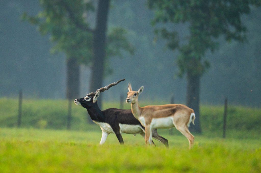 Environment Protection : छत्तीसगढ़ का बरनवापारा अभयारण्य बना विलुप्ति के कगार पर पहुंचे काले हिरणों के पुनर्जीवन का मजबूत उदाहरण