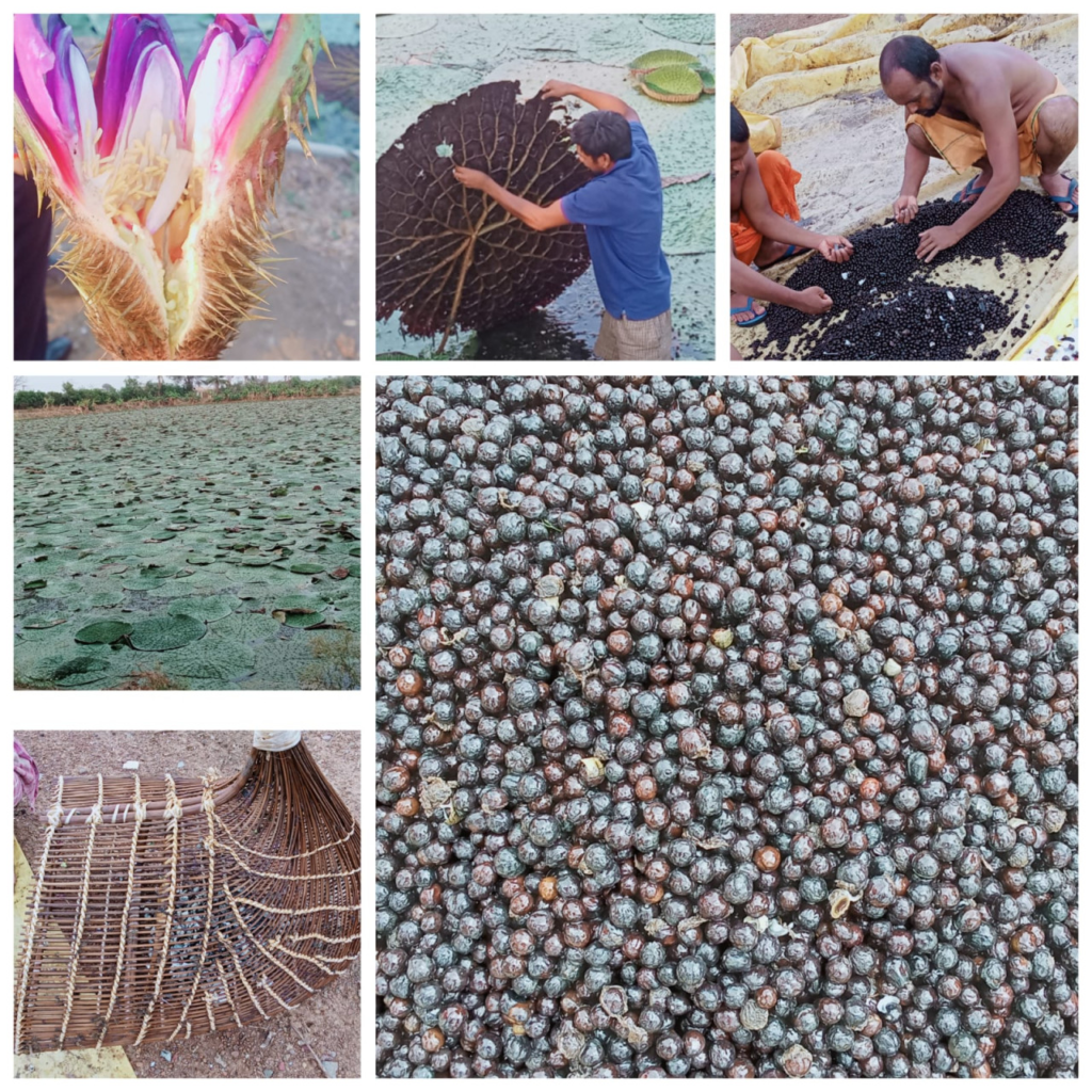 Cash Crop : छत्तीसगढ़ में मखाना उत्पादन को प्रोत्साहन, योजना का तेजी के साथ हो रहा है क्रियान्वयन, स्वयं उत्पादन कर प्रसंस्करण एवं पैकेजिंग करने पर अधिकतम लाभ