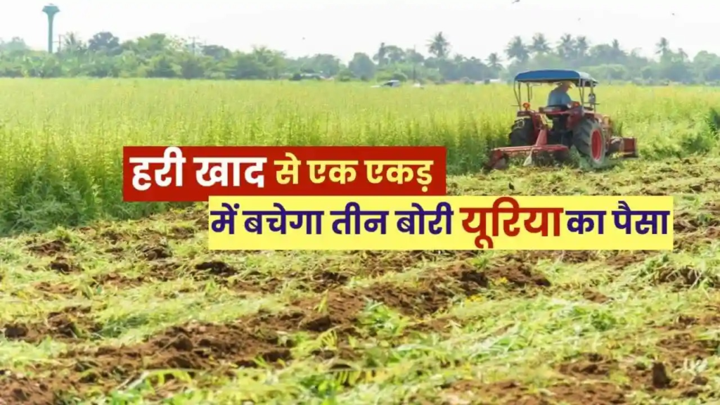 Special Article : हरी खाद- खेती में बढ़ेगा उत्पादन, मिट्टी की सेहत होगी बेहतर, कृषि के लिए एक वरदान हरी खाद