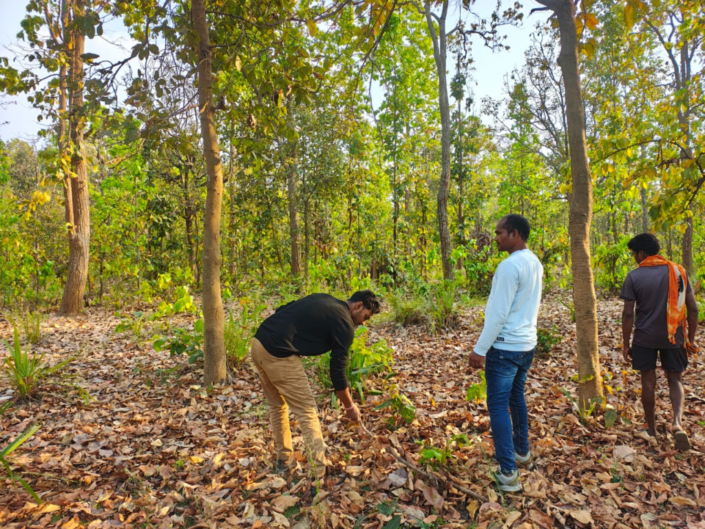 Tiger Census का कार्य सफलतापूर्वक संपन्न, वन विकास निगम ने बीट स्तर पर किया सघन सर्वे, डिजिटल तकनीक का किया उपयोग