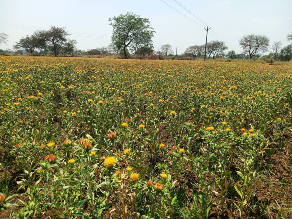 Safflower Cultivation के प्रति बालोद जिले के किसानों में बढ़ा रूझान…रकबा शून्य से बढ़कर हुआ 157 हेक्टेयर 