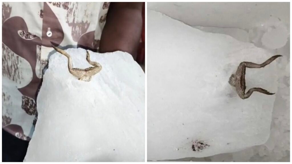 Food Safety : कोरबा से चौंकाने वाली घटना…! जूस में डालने वाली बर्फ में निकला मेंढक…VIDEO वायरल होने से मचा हड़कंप…यहां देखें