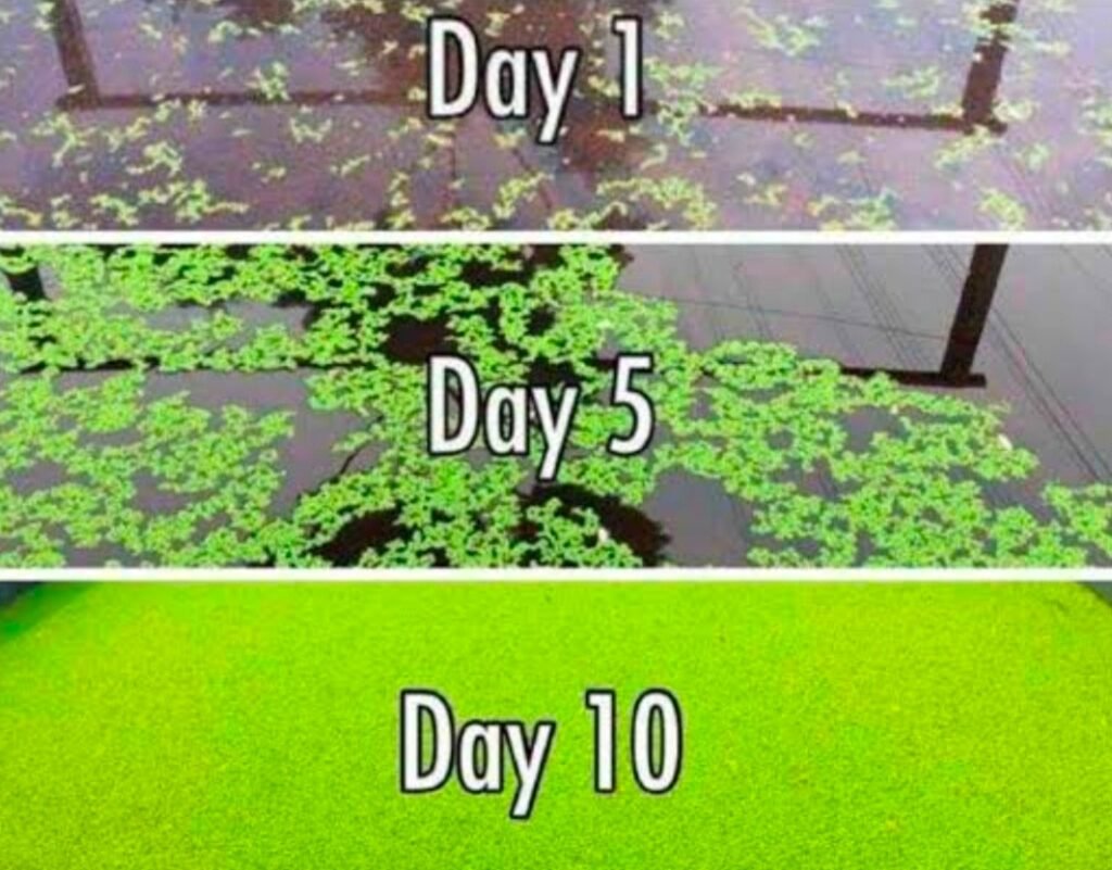 Blue-Green Algae Farming : धान किसानों के लिए खुशखबरी…! महज 1 से 10 दिनों में मिलेगा डबल उत्पादन…यह जैविक उर्वरक बनेगा गेमचेंजर…बस ऐसे करें उपयोग…विस्तार से यहां जानिए