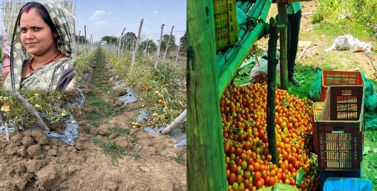 Bihaan Yojana से बदली तकदीर… पशुपालन और सब्जी बाड़ी से ‘लखपति दीदी’ बनीं निधि तिवारी, ग्रामीण महिलाओं को आत्मनिर्भर बना रही राज्य सरकार की योजनाएं