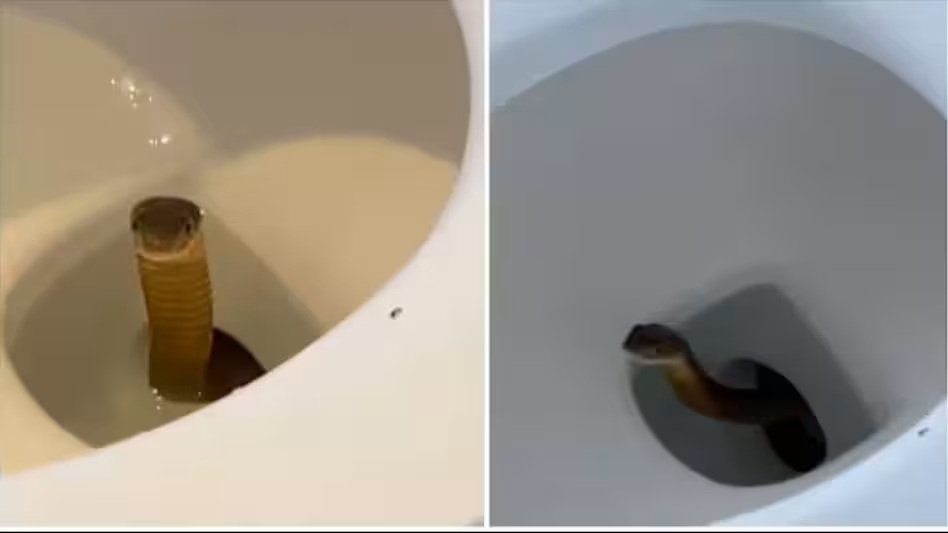 King Cobra Viral Video : टॉयलेट फ्लश करते ही बाहर निकला किंग कोबरा…! होटल में मचा हड़कंप…वायरल VIDEO देख कांप जाएंगे…देखें यहां