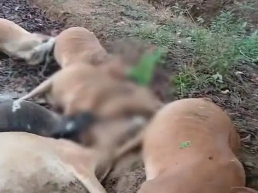 Cows Died to Lightning : बलौदाबाजार में कहर बनकर गिरी बिजली…! पेड़ के नीचे खड़ी 10 गायों की दर्दनाक मौत…गांव में मातम