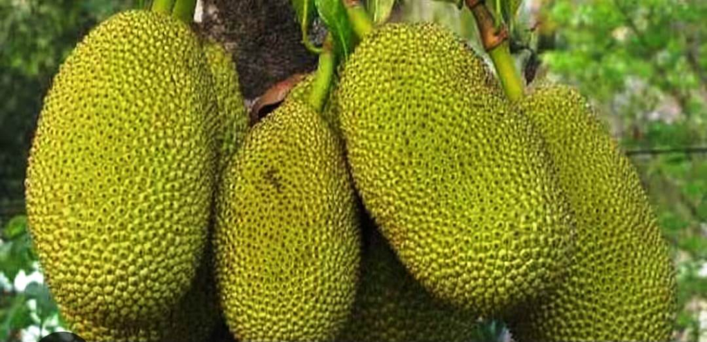 Jashpur के नवाचारी किसानों को मिलेगा सम्मान, आम-कटहल प्रतियोगिता में 10 हजार रूपए तक के नगद पुरस्कार, मुख्यमंत्री के जशपुर प्रवास के दौरान कृषि प्रदर्शनी एवं किसान सम्मान समारोह में होंगे सम्मानित