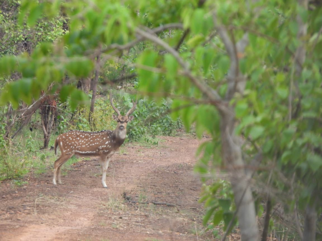 Eco-Tourism : प्रकृति, रोमांच और वन्य जीवन का अद्भुत संगम, उदंती अभ्यारण्य बन रहा छत्तीसगढ़ का नया इको-टूरिज्म आकर्षण