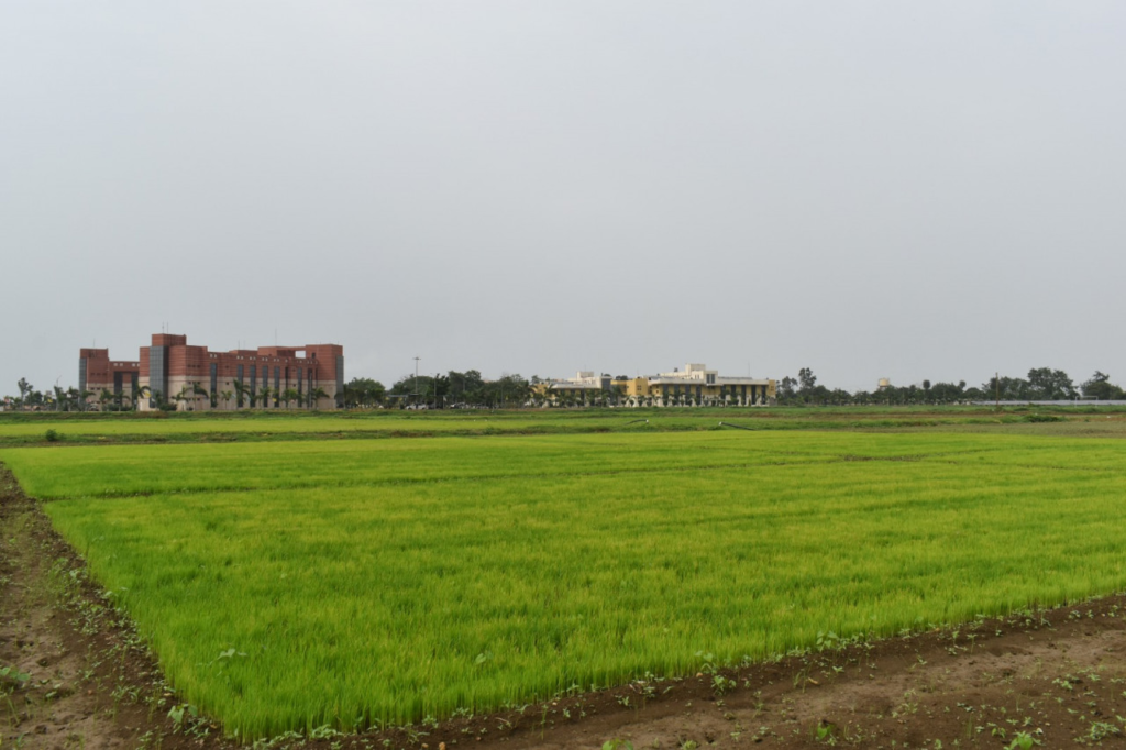 CG Farmer’s : विलंबित मानसून के बीच धान किसानों के लिए आईसीएआर-एनआईबीएसएम की विशेष सलाह, पर्याप्त बारिश मिलते ही करें रोपाई, देरी की स्थिति में कम अवधि वाली किस्मों और वैकल्पिक फसलों पर दें ध्यान