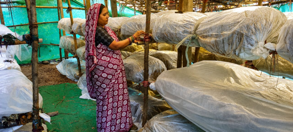 CG Farmer’s : मुख्यमंत्री विष्णुदेव साय के नेतृत्व में ग्रामीण महिलाओं की आत्मनिर्भरता को मिल रही नई उड़ान, मजदूरी पर निर्भर परिवार से सफल उद्यमी बनने तक का प्रेरक सफर, सालाना लगभग डेढ़ लाख रुपये की आय