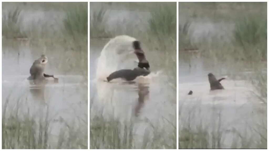 Crocodile Attack on Child : दिल दहला देने वाली घटना…! नदी किनारे हाथ-पैर धो रहे 12 साल के बच्चे को मगरमच्छ ने पछाड़ा फिर उछाला और निगल गया…बॉडी तक नहीं मिली…कमज़ोर दिल वाले न देखें ये VIDEO