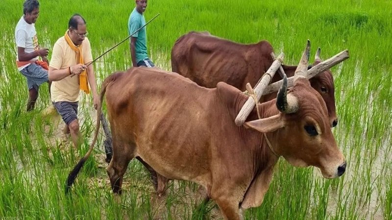 CM Sai Farming : CM विष्णुदेव साय ने अपने पैतृक गांव के खेत में बैलों के साथ की ‘बियासी’…! साझा की पुरानी यादें…साय का देसी अंदाज बना चर्चा का विषय