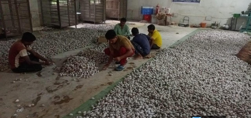 Special Article : वनांचल में रेशम की चमक, नारायणपुर में टसर योजना से संवर रही ग्रामीणों की तकदीर