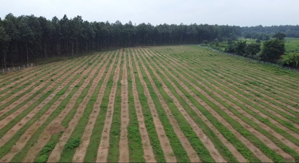 Tree Plantation Project : हरियाली के साथ ग्रामीणों को रोजगार की नई राह दे रहा विकसित भारत – जीरामजी, बावनपुरी में 5 हेक्टेयर क्षेत्र में 5,500 पौधों का मिश्रित वृक्षारोपण, 2,667 मानव दिवस रोजगार का सृजन