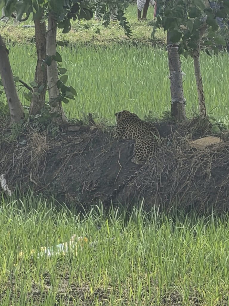 Wildlife Rescue : वन एवं पुलिस विभाग की तत्परता से ग्राम सिंघनपुरी में तेंदुए का सुरक्षित रेस्क्यू