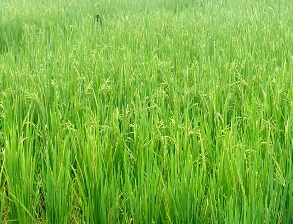 Paddy Crop News : धान में बालियां निकलने लगीं, किसान रखें खास ध्यान, NIBSM ने कीट-रोगों को लेकर दी जरूरी सलाह