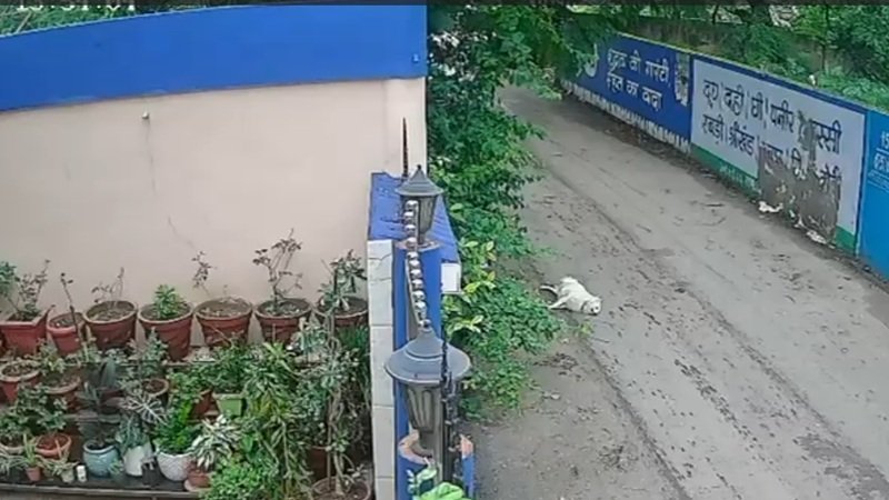 Raipur CCTV Dog Accident: रफ्तार की कीमत बेजुबान ने चुकाई, रायपुर में तेज रफ्तार कार ने कुत्ते को कुचला; CCTV में कैद हुई दर्दनाक घटना यहां देखें VIDEO