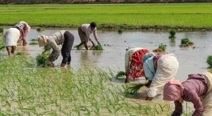 Chhattisgarh में लक्ष्य का 99 प्रतिशत बोनी पूर्ण, अब तक किसानों को 13.04 लाख मीट्रिक टन उर्वरकों का वितरण 