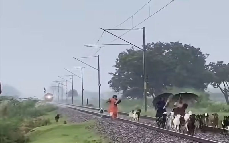 Pratapgarh Train Accident: इंटरसिटी एक्सप्रेस से कटकर 30 बकरियों की मौत, 3 महिलाएं बाल-बाल बचीं; देखें VIDEO
