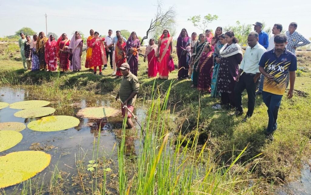 Makhana Farming : धमतरी में 29 एकड़ में मखाना उत्पादन, महिला समूहों को मिला रोजगार का नया अवसर