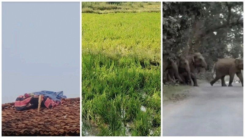 Korba Elephant Terror: कोरबा में 52 हाथियों का आतंक! खपरैल की छत पर खाट डालकर सो रहा ग्रामीण; हॉस्टल के 160 बच्चों की सुरक्षा पर चिंता